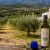 El Aceite del Valle del Tiétar continúa avanzando hacia el reconocimiento europeo