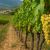 Sostenibilidad y producción local: el latido verde del Valle